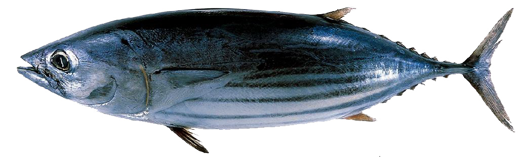 Katsuwonus pelamis_07.jpg